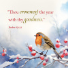 Christmas Cards - Winter Birds (Box of 16) - CMSC